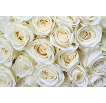 Vliesová fototapeta Bílé růže MS-5-0137-thumb-1