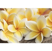 Detailní záběr květů frangipani na dřevě