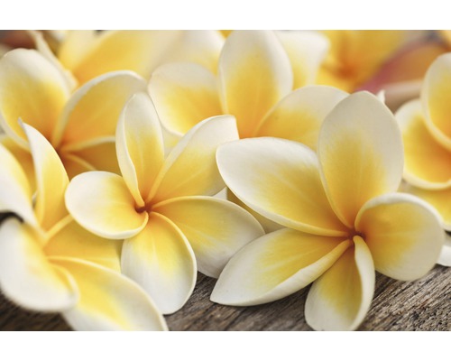 Detailní záběr květů frangipani na dřevě