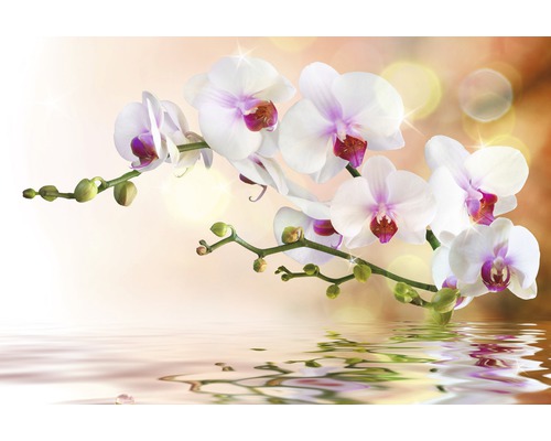 Větev s bílými květy orchidejí a odrazem ve vodě