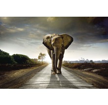 Vliesová fototapeta Kráčející slon MS-5-0225-thumb-1