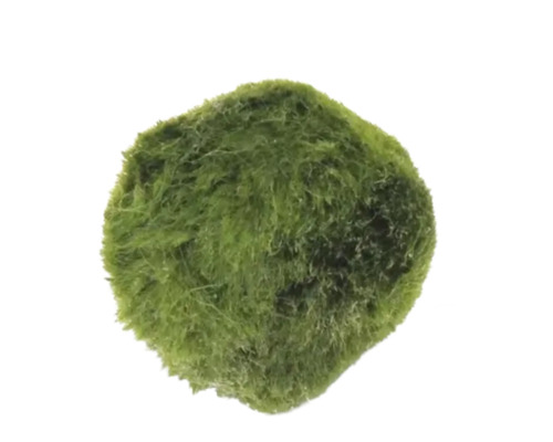 Řasokoule zelená 2,5 - 6 cm Cladophora aegagropila Mechová koule pro akvária