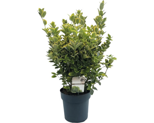 Stálezelený brslen v květináči