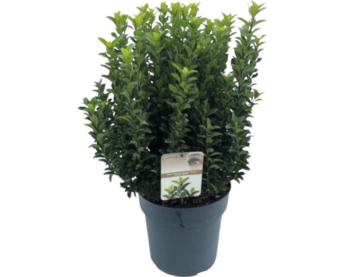 Buxus v květináči se zelenými listy