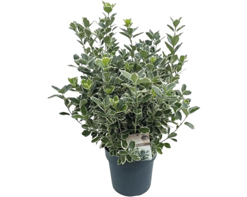 Brslen japonský FloraSelf Euonymus japonicus 'Katy' výška 25-30 cm květináč 5 l Stálezelený brslen v květináči