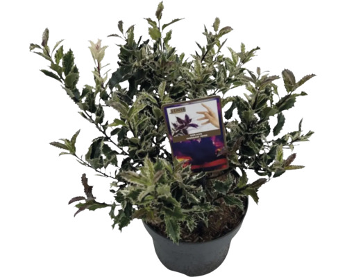 Cesmína ostrolistá Ilex aquifolium 'Ingramii' 30-35 cm květináč 5 l