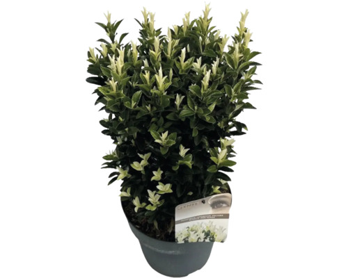 Brslen japonský FloraSelf Euonymus japonicus ‚Paloma Blanca‘ 40-50 cm květináč 5 l