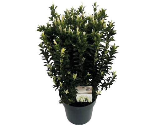 Brslen japonský FloraSelf Euonymus japonicus ‚Paloma Blanca‘ 60-80 cm květináč 10 l