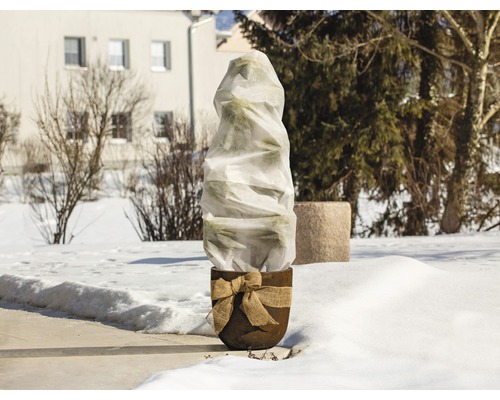 Rostlina v květináči se zimní ochranou na zahradě.