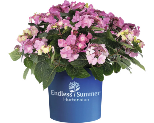 Hortenzie Endless Summer® Hydrangea macrophylla 'Pop Star' 20-35 cm květináč 5 l růžová