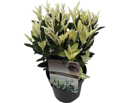 Brslen japonský ''Extravaganza'' v květináči