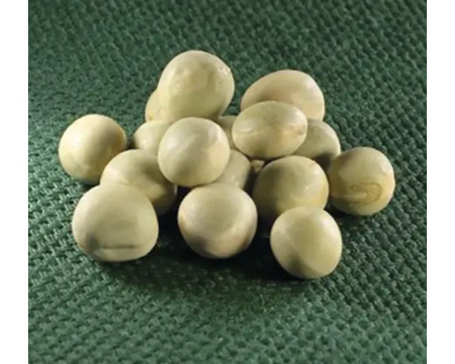 Zelené hnojení hrách setý zelený 500 g Zelené hnojení hrách setý zelený 500 g
