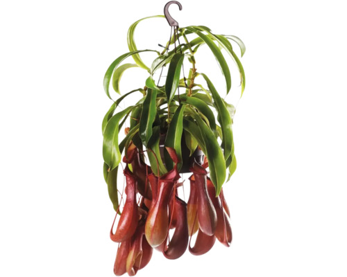 Láčkovka v závěsném květináči FloraSelf Nepenthes výška 15-20 cm květináč Ø 14 cm Závěsná rostlina s láčkami