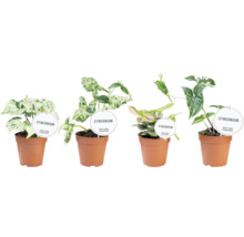 Čtyři rostliny Syngonium v květináčích