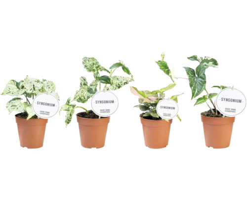 Syngónie mix FloraSelf Syngonium 20-25 cm květináč Ø 12 cm 1 ks, různé odrůdy Čtyři rostliny Syngonium v květináčích