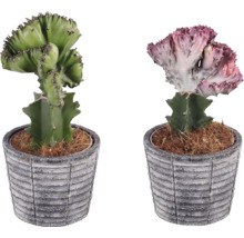 Dva kaktusy Euphorbia cristata v květináčích