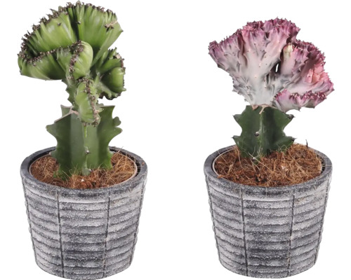 Dva kaktusy Euphorbia cristata v květináčích