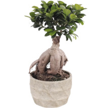 Fíkus bonsai v květináči
