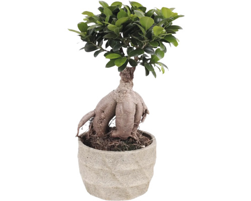 Fíkovník maloplodý FloraSelf Ficus microcarpa Ginseng cca 30 cm květináč Ø 17 cm s keramickým obalem Forest