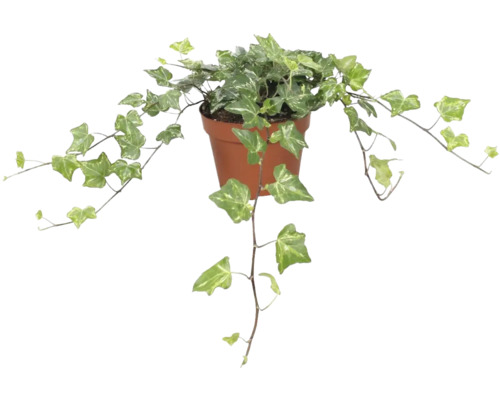Břečťan zeleno-bílý FloraSelf Hedera helix 'Kolibri' cca 20 cm květináč Ø 13 cm Břečťan v květináči