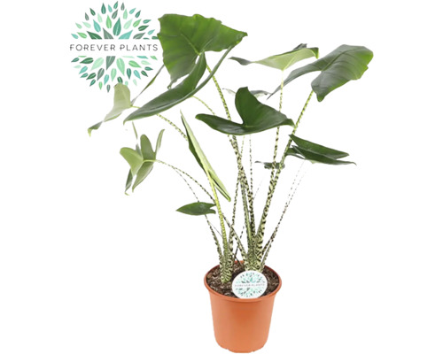 Alokázie FloraSelf Alocasia 'Zebrina' 80-100 cm květináč Ø 24 cm