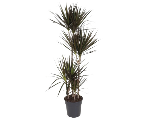 Dračinec FloraSelf Dracaena magenta 150-160 cm květináč Ø 27 cm vícekmenný 90-60-30-15 cm