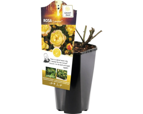Růže Lampion v květináči, připravená k výsadbě do zahrady.