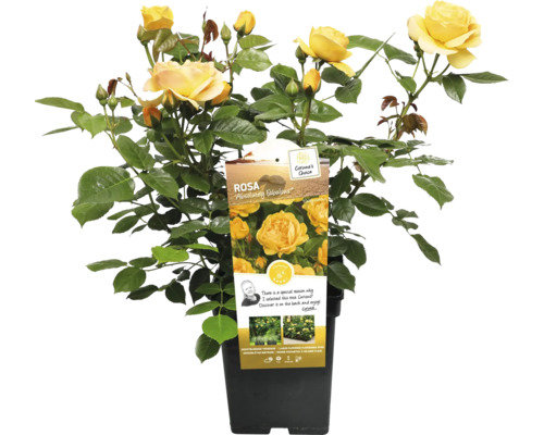 Žlutá záhonová růže v květináči