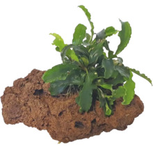 Akvarijní rostlina na lávovém kameni