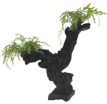 Dekorace pro akvária s dřevem a rostlinami