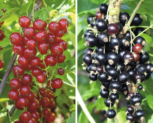 Rybíz červený a černý BIO na špalíru FloraSelf Bio Ribes rubrum 'Rovada' a 'Silvergieters' 60-80 cm květináč 5 l