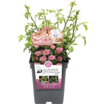 Rostlina Rosa The Fairy v květináči
