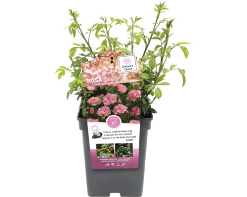 Rostlina Rosa The Fairy v květináči