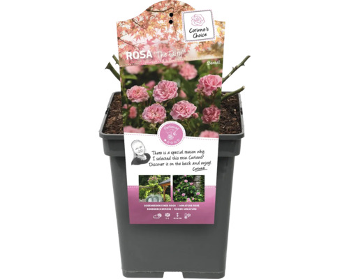 Růže The Fairy v květináči