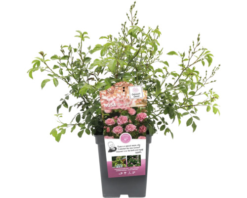 Růže The Fairy v květináči