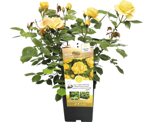 Žlutá záhonová růže v květináči