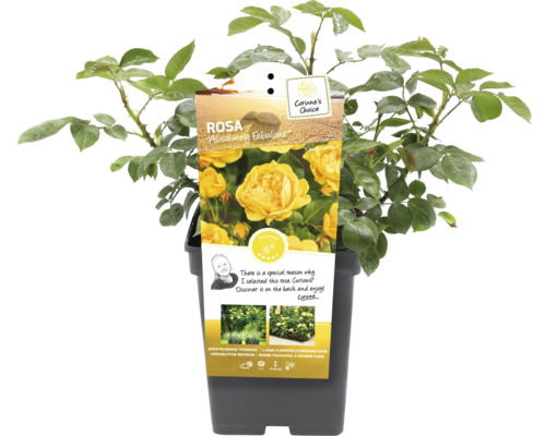 Růže Absolutely Fabulous v květináči