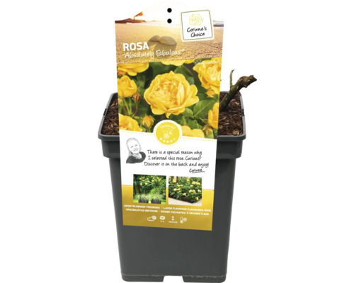 Žlutá záhonová růže Absolutely Fabulous v květináči
