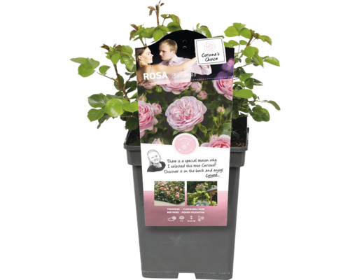 Záhonová růže Rosa Ballando v květináči