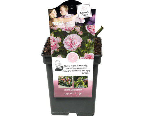 Záhonová růže Rosa ''Ballando'' v květináči