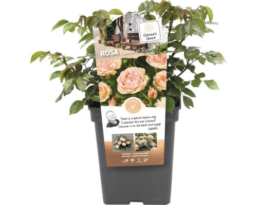 Růže v květináči, odrůda Garden of Roses
