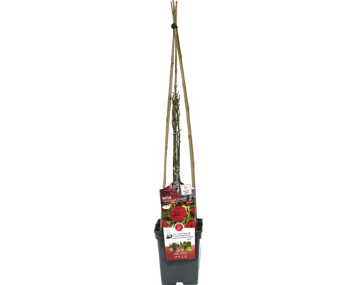 Pnoucí růže v květináči s popínavou podpěrou