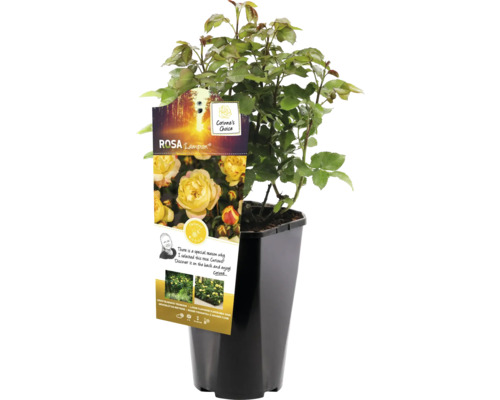 Žlutá záhonová růže v květináči