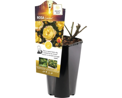 Růže Lampion v květináči