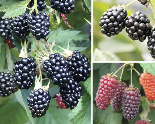 Ostružiník Trio s mřížkou Hof:Obst Rubus fruticosus 50-60 cm 3 odrůdy, květináč 6 l-0