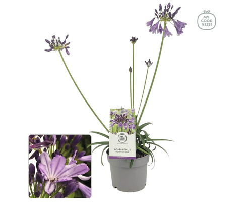 Kalokvět FloraSelf Agapanthus EVER® 'Poppin Purple' květináč Ø 17 cm