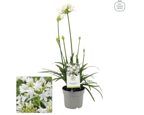 Kalokvět FloraSelf Agapanthus EVER® 'White' květináč Ø 17 cm