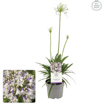 Kalokvět FloraSelf Agapanthus africanus 'Fireworks' květináč Ø 17 cm