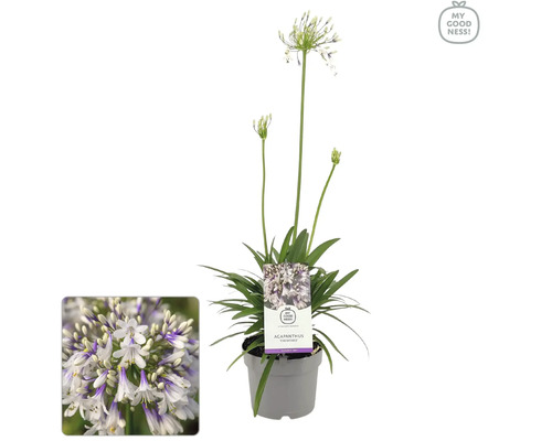 Kalokvět FloraSelf Agapanthus africanus 'Fireworks' květináč Ø 17 cm