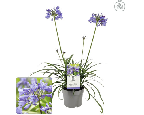 Kalokvět FloraSelf Agapanthus EVER® 'Sapphire' květináč Ø 17 cm